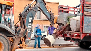 Coloca Obras Públicas palmeras en las jardineras de la avenida Independencia