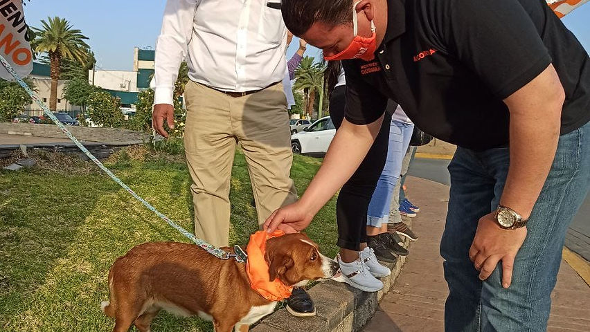 No permitiré que maltraten a los animales: Amín Corral