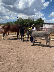 Concluye CEAVE terapia asistida con caballos para víctimas de delitos