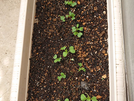 種まき、その後