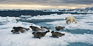 CORE-ARCTIC-IIE_edited.jpg