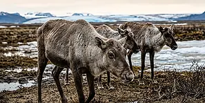 CORE-ARCTIC-IIA.webp