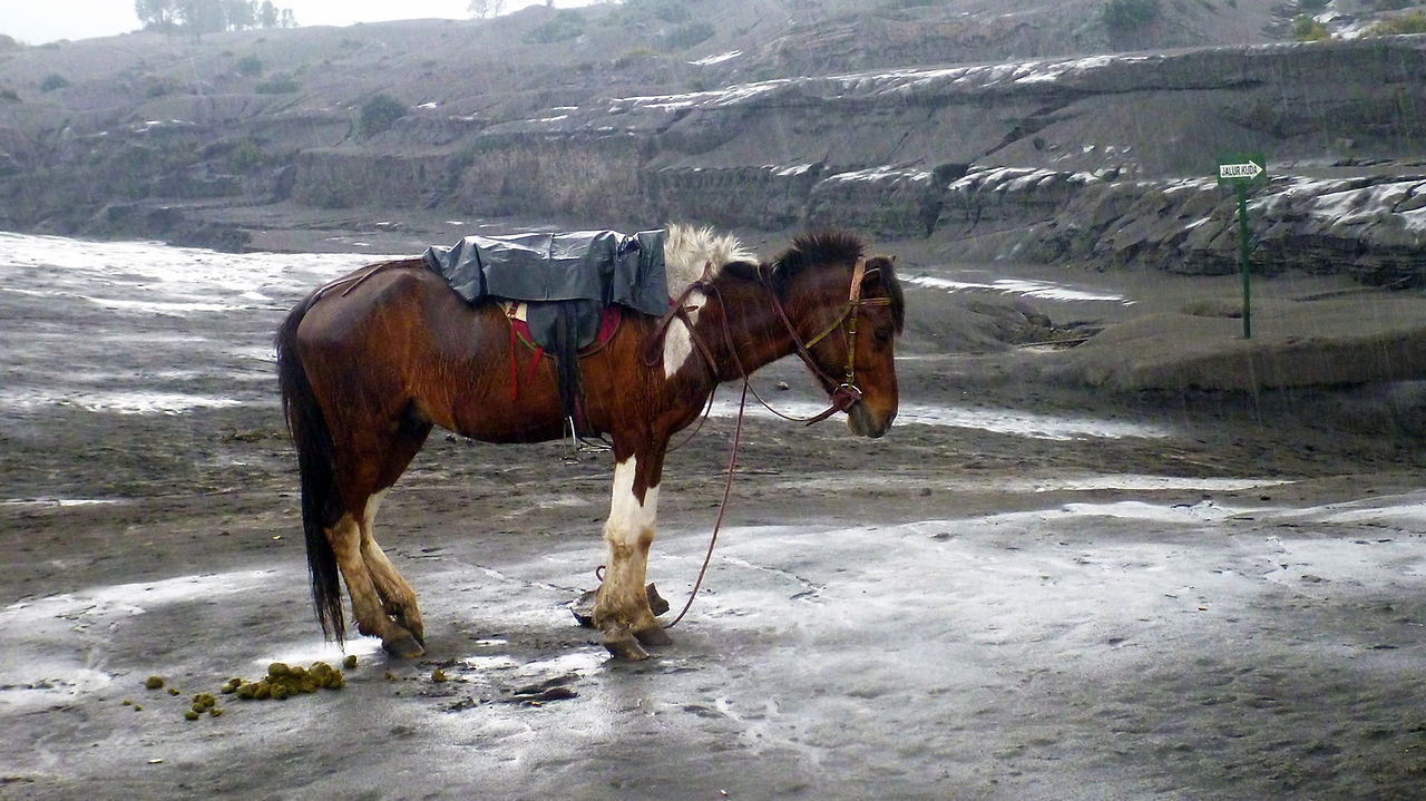 Mount Bromo horse