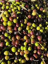 IMG-20241104-WA0067_edited_edited.jpg