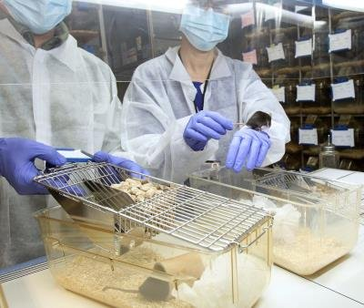 Radioprotection en recherche préclinique : pratiques et exigences dans les laboratoires utilisant des sources radioactives scellées et non scellées