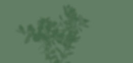 branches-eucalyptus-isolated-white-background GREEN reduced.jpg