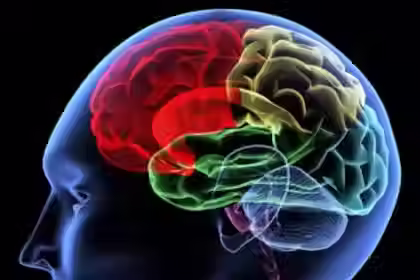 brain mapping.avif