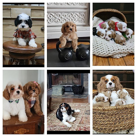 cavapoo-puppy-collage.jpg