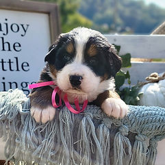 akc_bernese_mountain_female_pink.jpg