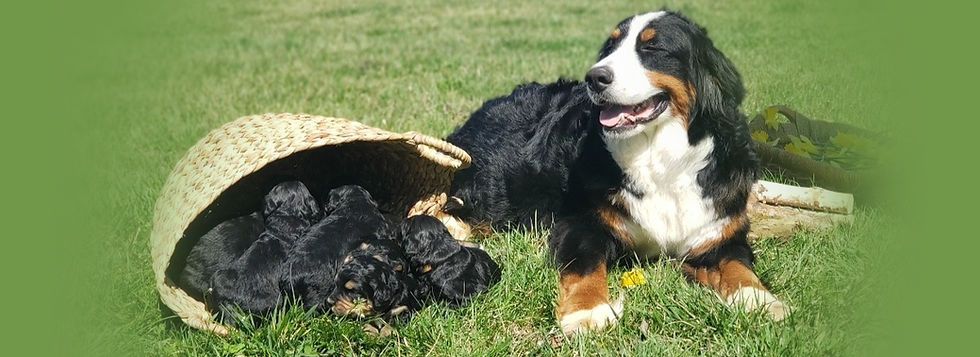designer-dog-breeder-kentucky.jpg
