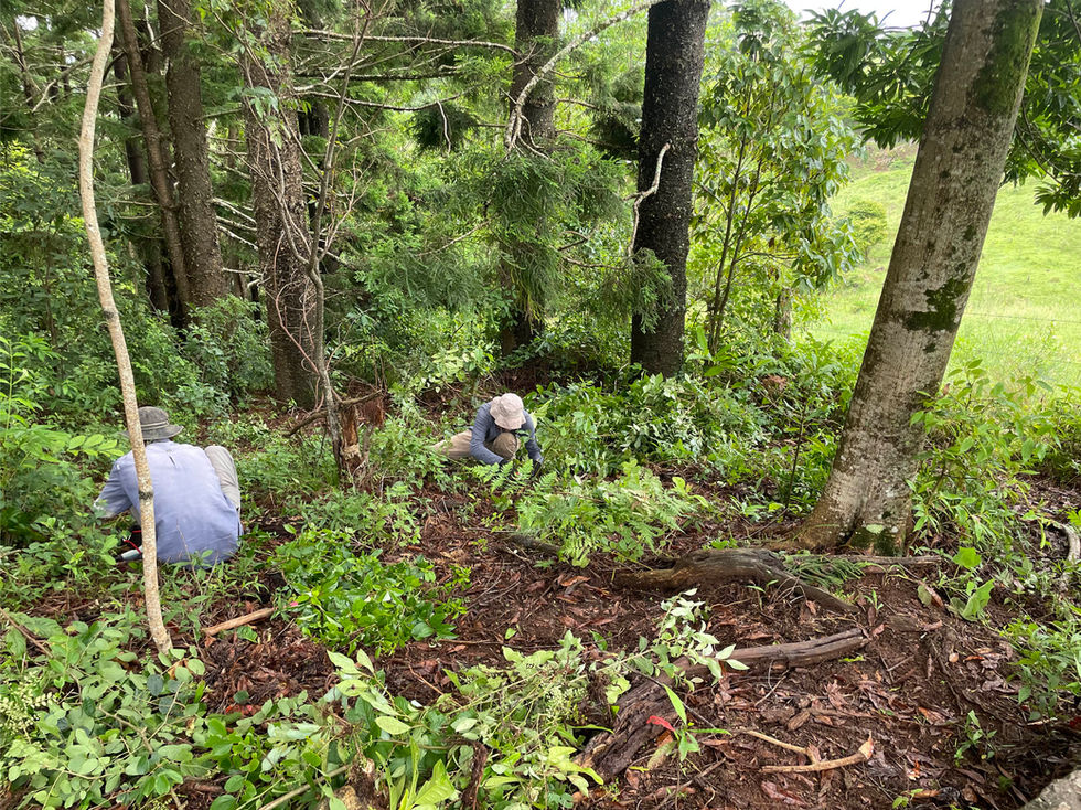 Feb 8 2024 Forest regeneration project 263 western ave montville Jono Bateman 1
