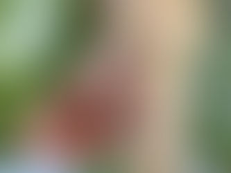 Day 4 March 8 2024 Flora and Fauna Sanctuary Project Montville QLD, Australia