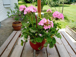 géranium