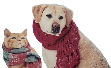 Untitled design (5)_edited.png