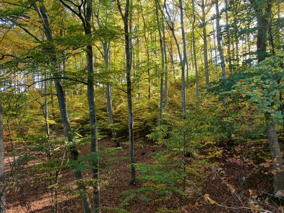 Herbst in Heiligenkreuz