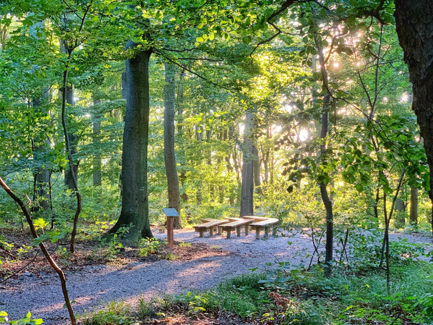 Klosterwald Wien Kahlenberg im Sommer