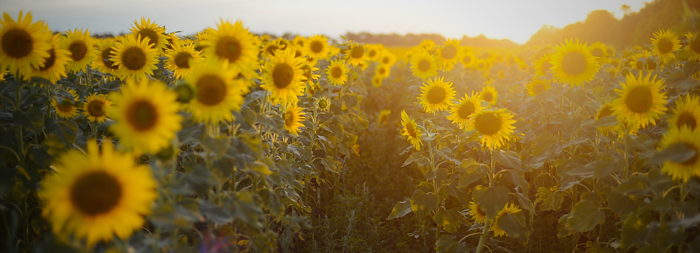 Sunrise On Sunflowers