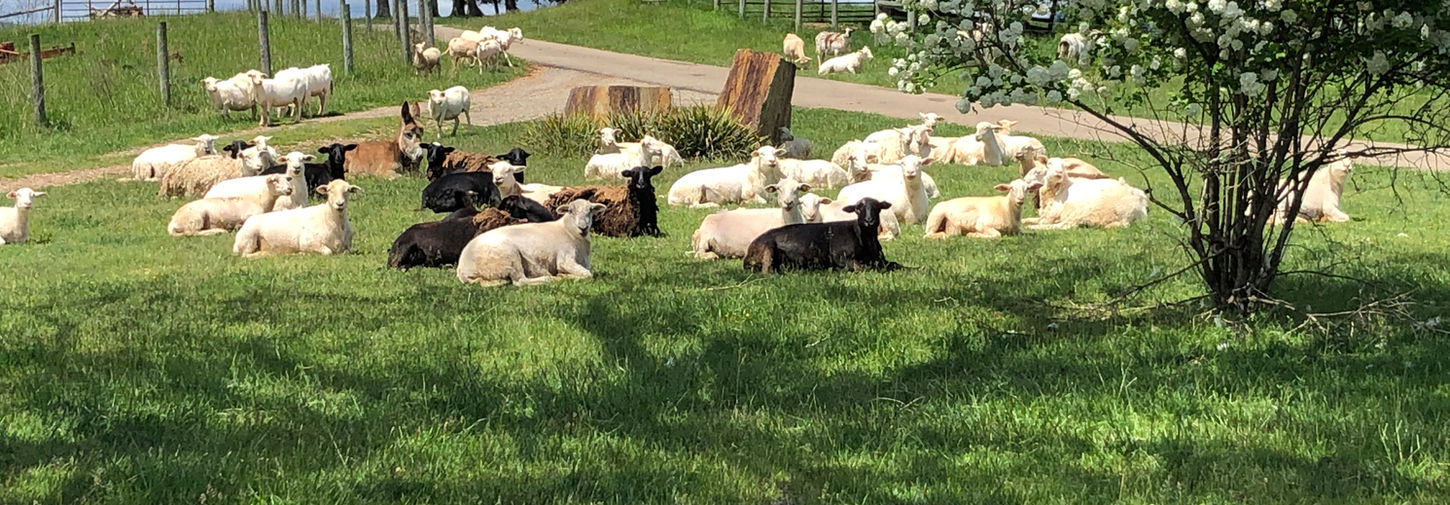KCF Sheep.jpeg