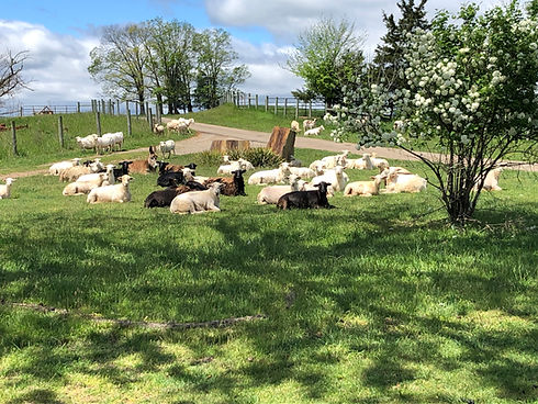 KCF Sheep.jpeg