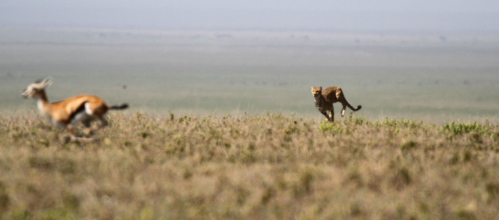 A cheetah runs after a Thompson's gazelle.