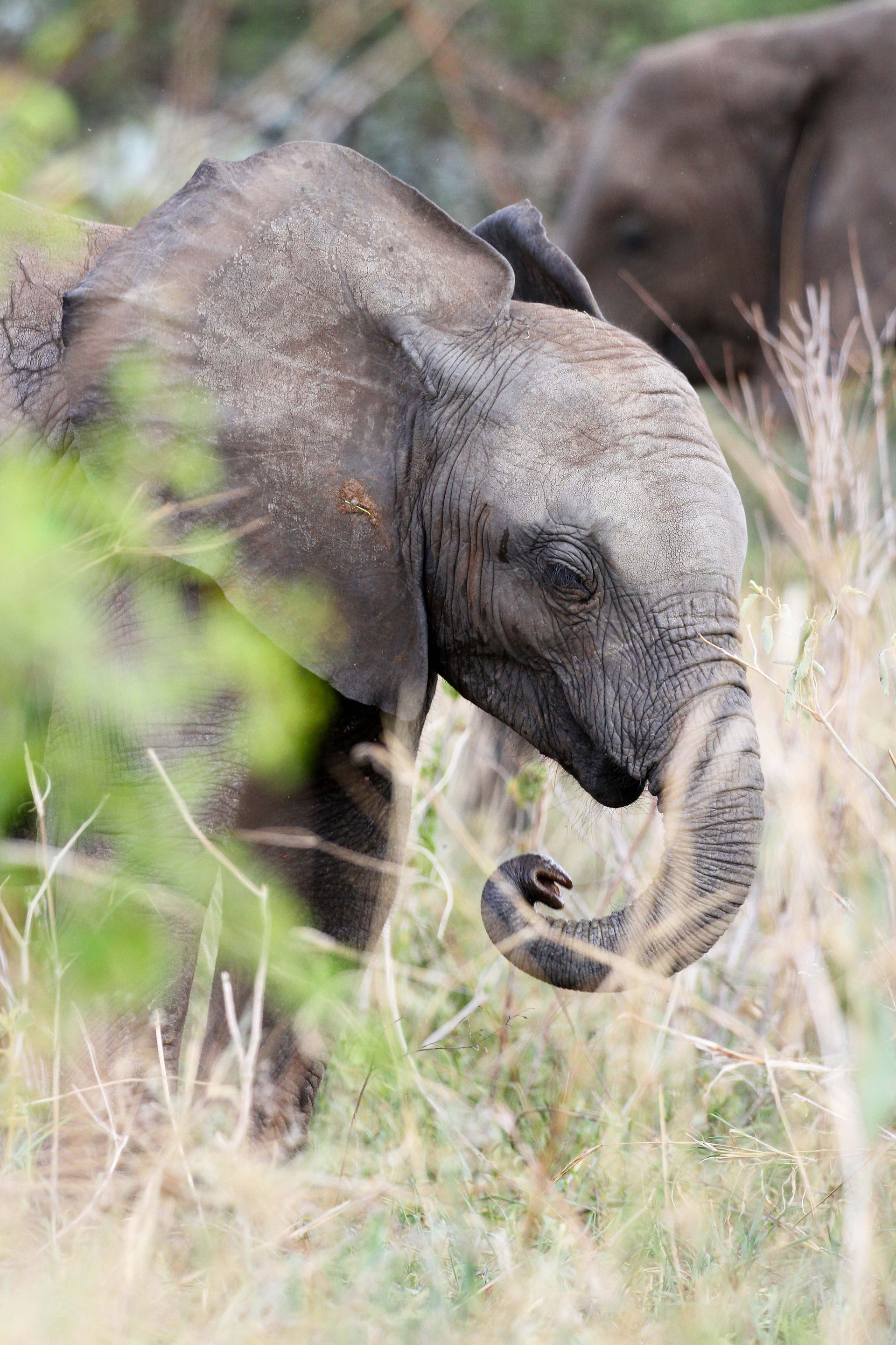 Elephant calf standing in tall grass.