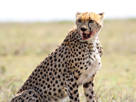 A cheetah sitting in the Southern Serengeti.
