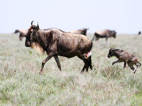 A female wildebeest leads its newborn calf across the Serengeti plains.