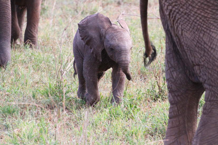 Elephant calf standing in tall grass.