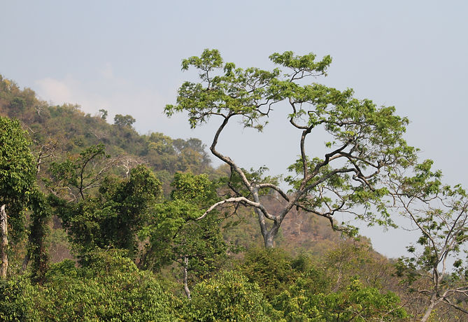 Rainforest canopy of the Mahale mountains near the shore of Lake Tanganyika..