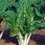 Miniature : Bette blanche (Beta vulgaris)
