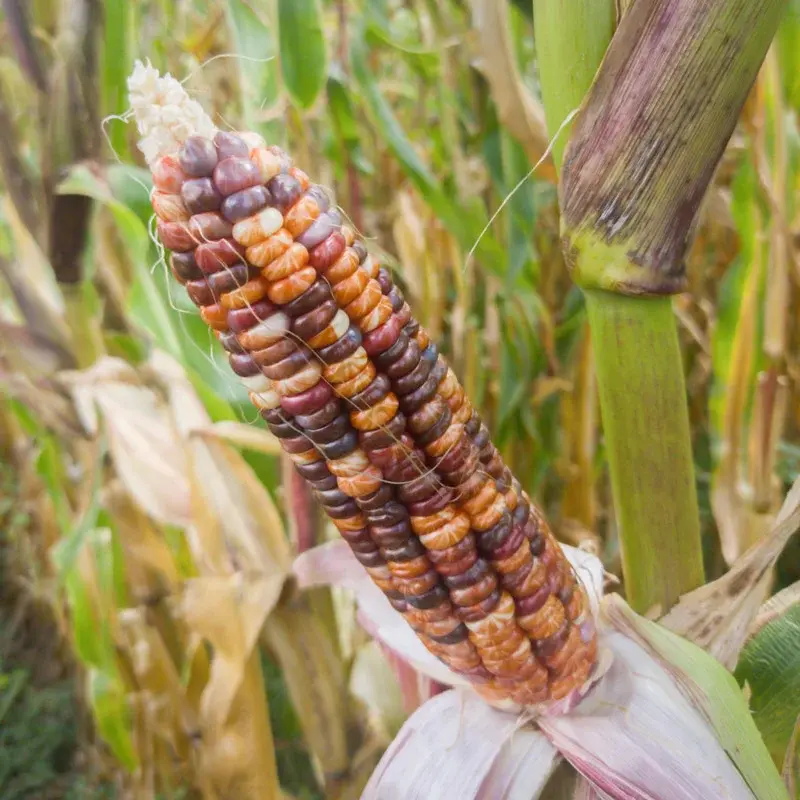Maïs à éclater "Précolombien Multicolor" (Zea mays everta)