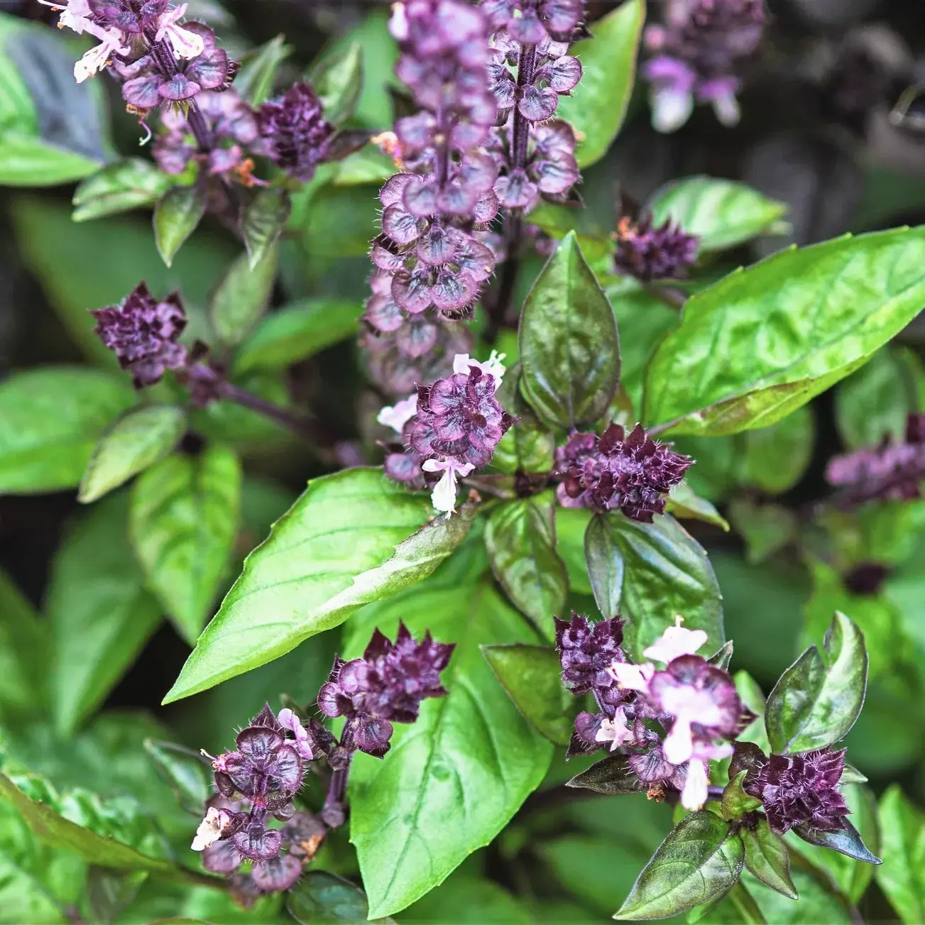 Basilic de Nouvelle-Guinée (Ocimum basilicum)