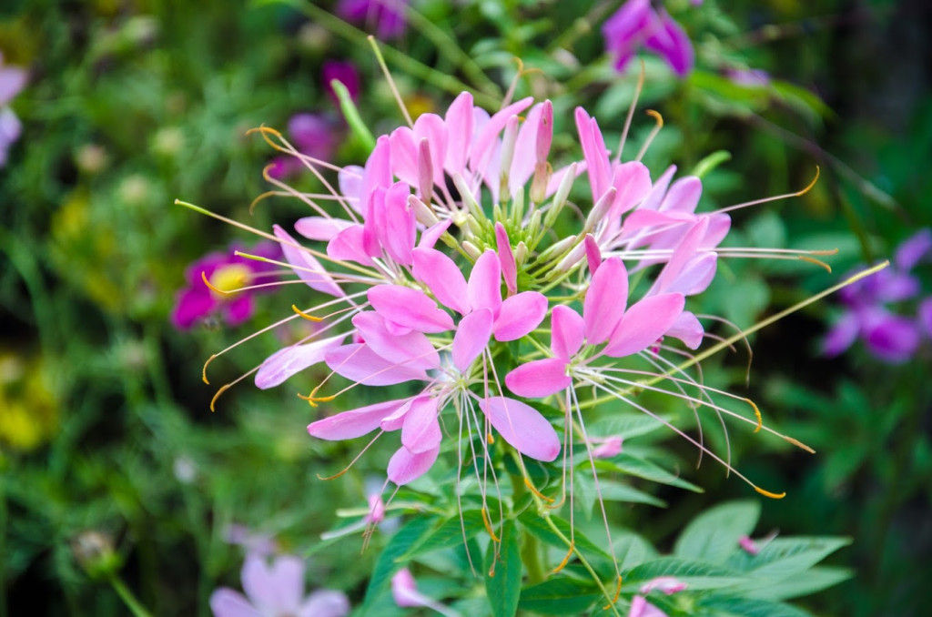 Cléome (rose) (Cleome hassleriana)