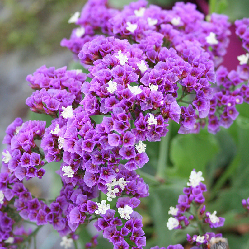 Statice vivace à grandes feuilles (Limonium latifolium)