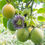 Miniature : Grenadille ou Granadilla (Passiflora ligularis)