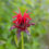 Miniature : Monarde Bergamote ou Cambridge Scarlet (Monarda)