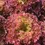 Miniature : Laitue à couper "Rouge" (Lactuca sativa var. crispa)