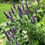 Miniature : Agastache (Agastache foeniculum)