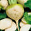 Miniature : Bette blanche (Beta vulgaris)