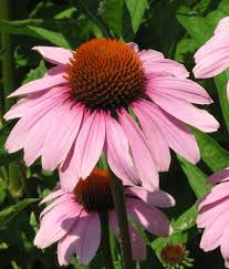 Miniature : Échinacée pourpre (Echinacea purpurea)