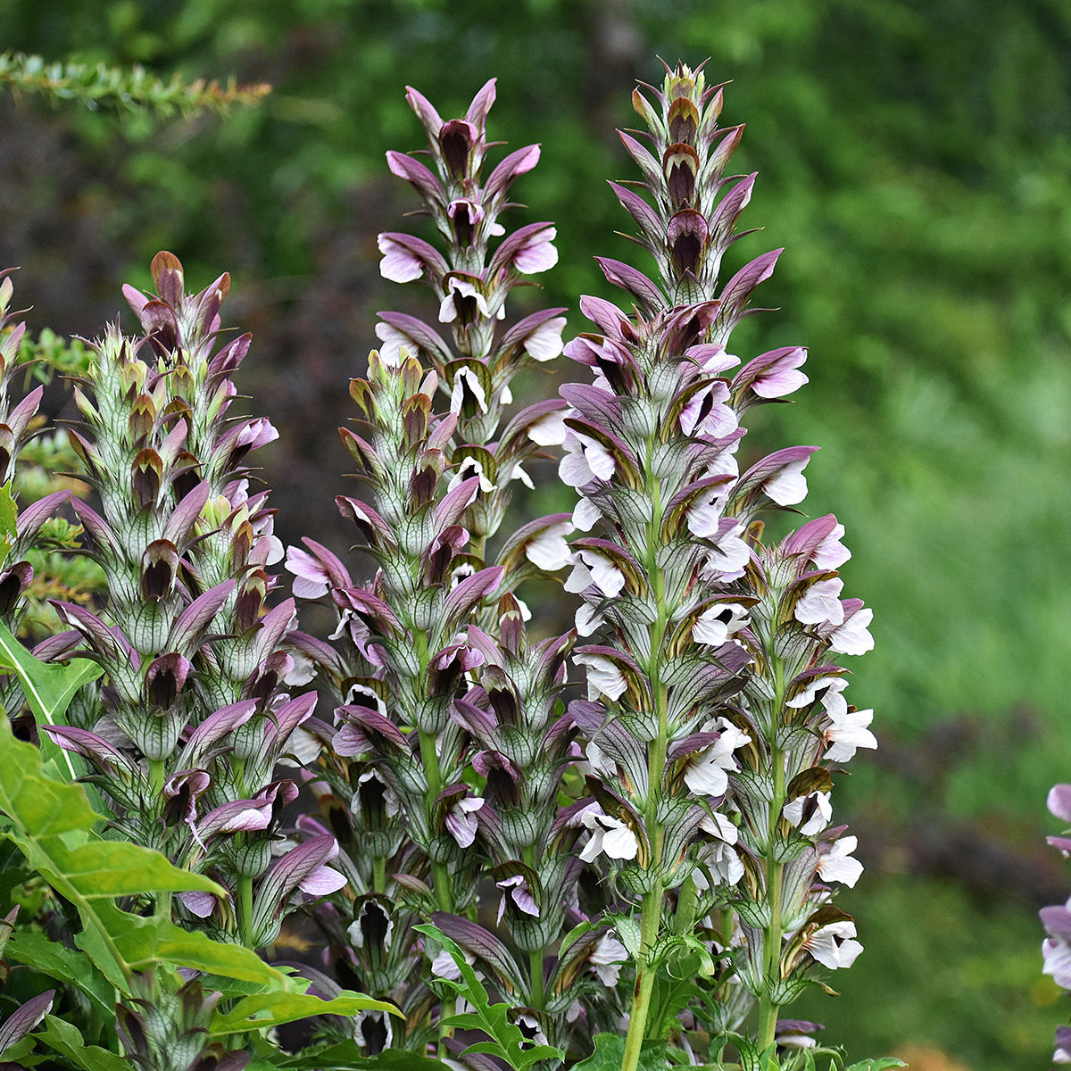 Acanthe (Acanthus mollis)