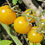 Miniature : Tomate-prune jaune (Solanum lycopersicum var. cerasiforme)