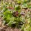 Miniature : Laitue Batavia  "Rouge Grenobloise" (Lactuca sativa var. capitata)