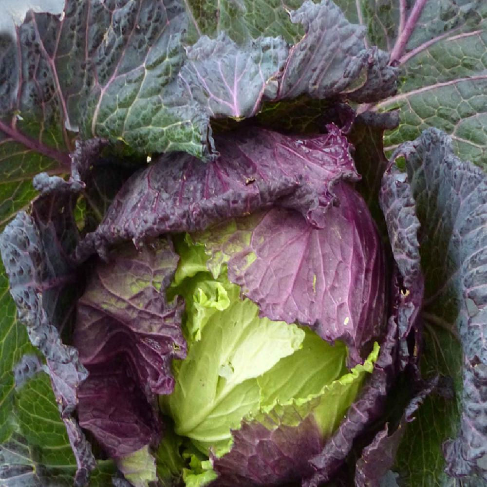 Chou pommé de Pontoise (Brassica oleracea var. capitata)