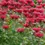 Miniature : Monarde Bergamote ou Cambridge Scarlet (Monarda)