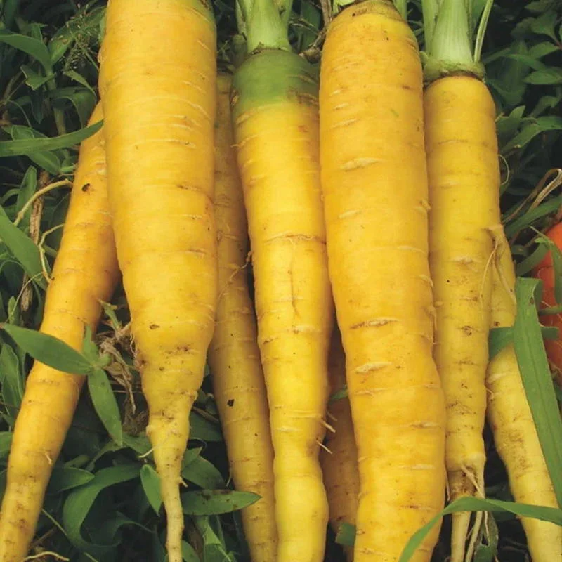 CAROTTE 'Jaune du DOUBS' - Daucus carota ♫ Graines ♫ Plante Potagère