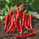 Miniature : Piment doux "Long des Landes" (Capsicum annuum)