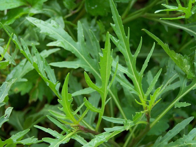 Roquette Wasabi (Diplotaxis tenuifolia)