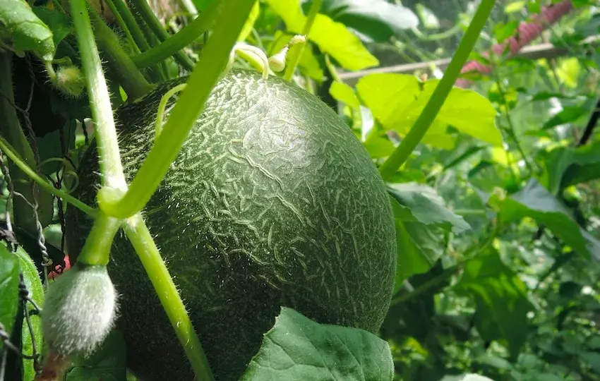 Melon vert (Cucumis Melo)