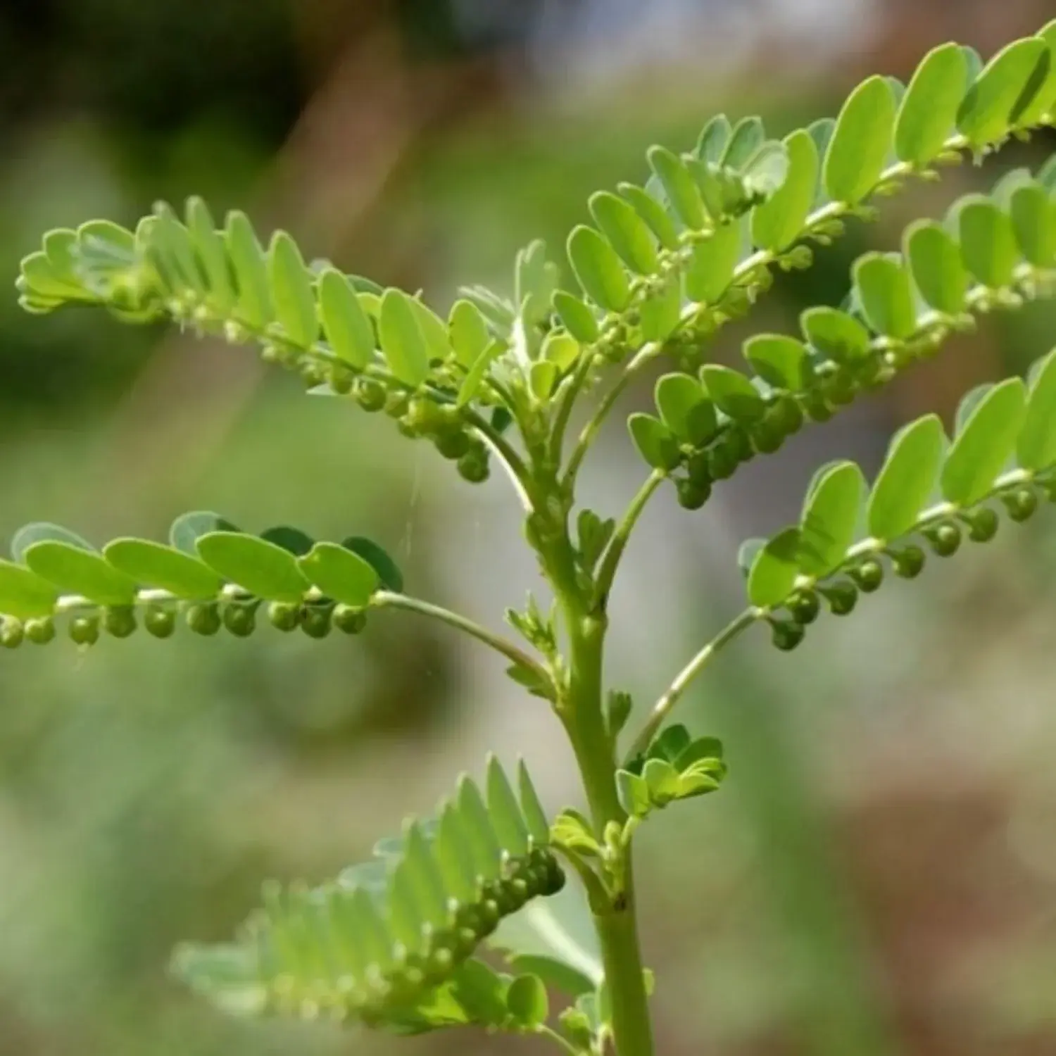 Chanca Piedra , Tamalaka (Phyllanthus niruri)